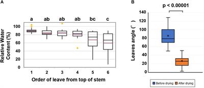 Acetic Acid Treatment Enhances Drought Avoidance in <mark class="highlighted">Cassava (Manihot esculenta Crantz)</mark>